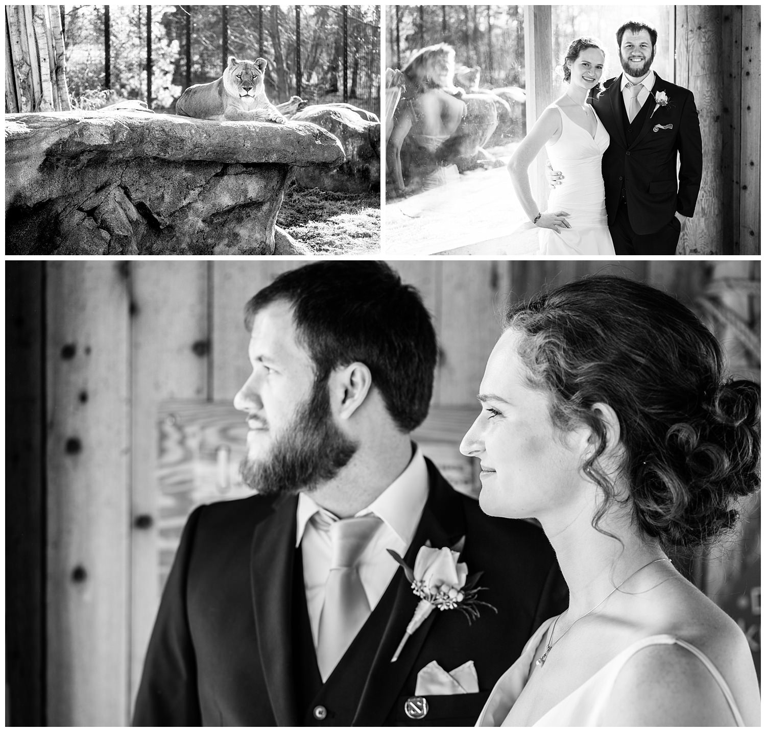 lion blank park zoo wedding bride and groom