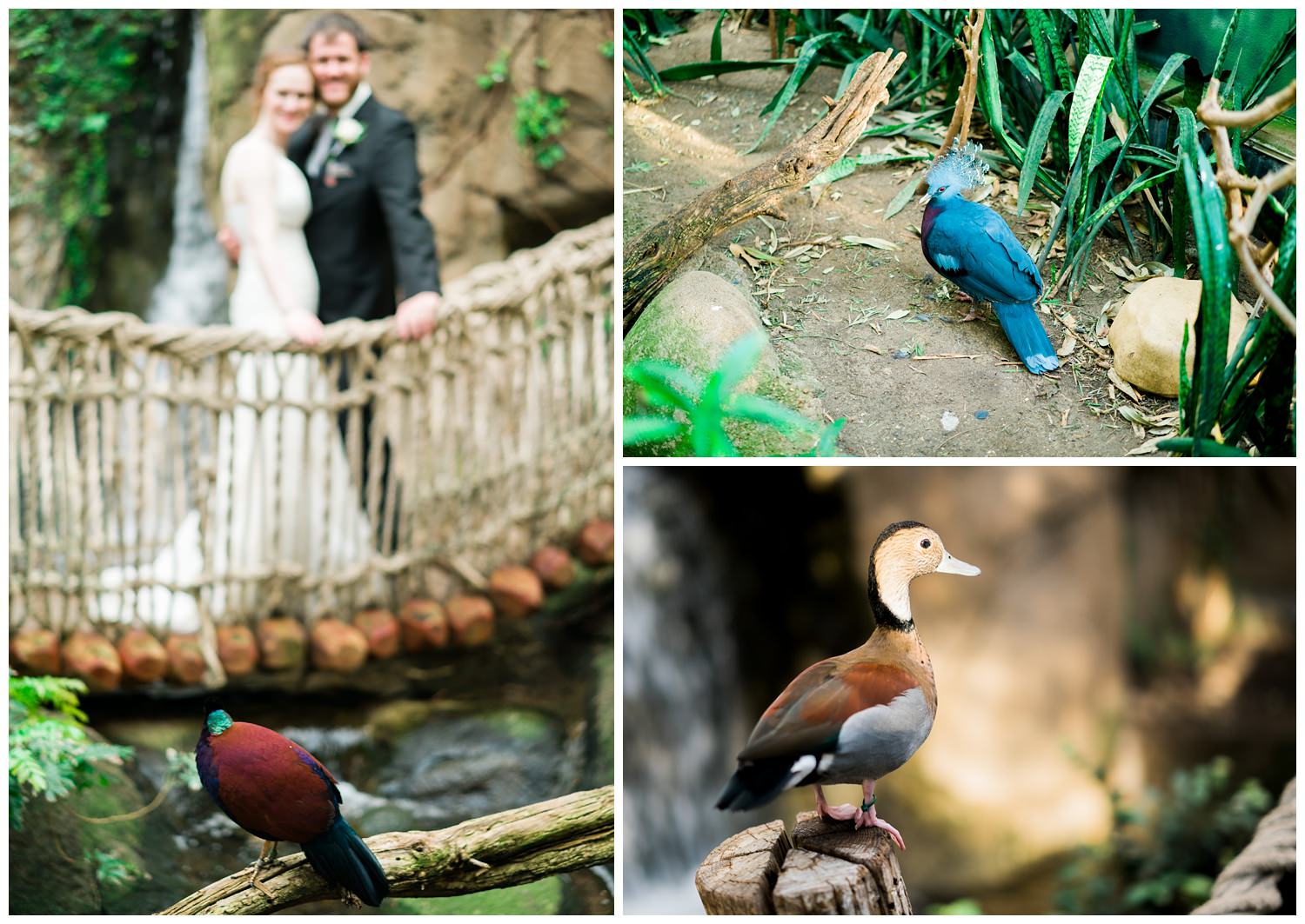 blank park zoo wedding birds